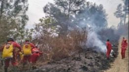 Cek Fakta: Pemerintah Tolak Anggaran Penanganan Karhutla di Kalimantan