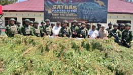 TNI Bersihkan Ladang Ganja di Yahukimo, 21.400 Batang Diamankan