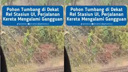 Pohon Tumbang di UI, KRL Alami Gangguan