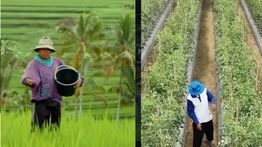 DPR Sebut Petani Kecil RI Hidupnya Gak Pernah Sejahtera