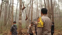 Polri Perkuat Patroli Hutan dan Rescue Orang Utan Terdampak Karhutla di Kalimantan Tengah