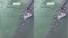VIDEO: Ngeri! Paus Tutul 3,5 Meter Masuk Tambak Warga