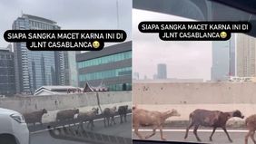 Sebuah kejadian unik dan viral terjadi di Jalan Layang Casablanca, Jakarta Selatan, pada hari ini (25/5/2024). Kemacetan terjadi akibat seekor kambing yang lepas dan berkeliaran di tengah jalan.