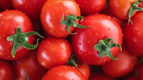 Makan tomat mentah secara rutin, baik sebagai camilan atau dicampur dalam salad dapat memberikan berbagai manfaat bagi tubuh.