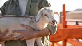Seorang pedagang hewan kurban di Bekasi, Jawa Barat, gigit jari usai satu ekor kambingnya dicuri oleh maling pada Rabu, 5 Juni 2024.