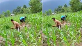 etani di Gowa, Sulawesi Selatan menunjukkan rasa kekecewaannya dengan cara membabat tanaman jagung, diduga harga pupuk mahal.