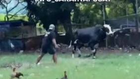 Seekor sapi  milik pedagang lapak hewan kurban lepas dan ngamuk di dekat RS Hermina, Kemayoran, Jakarta Pusat pada Rabu, 29 Mei 2024.