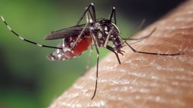 Satuan Polisi Pamong Praja (Satpol PP) Jakarta Timur menyiapkan sanksi kepada warga berupa denda Rp50 juta jika ditemukan ada jentik nyamuk Aedes aegypti di dalam rumahnya. Hal ini untuk Upaya menekan kasus DBD.