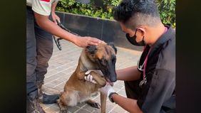 Anjing guard yang dipukul oleh seorang sekuriti di Plaza Indonesia, mendapat pemeriksaan dari dokter hewan.