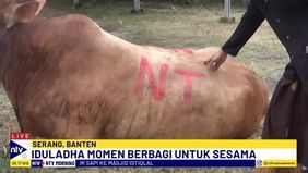Penyerahan Hewan Kurban Dari Nurdin Tampubolon Langsung Diterima Pengurus Pondok Pesantren An-Nawawi Tanara, Serang, Banten. 
