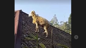 Seekor kambing kurban di Cianjur, Jawa Barat menjadi perbincangan hangat di media sosial setelah aksinya yang tak terduga dengan loncat ke atas atap rumah warga.