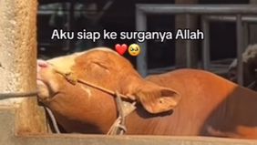 Sebuah video yang beredar di media sosial menunjukkan sapi yang tampak menangis sesaat sebelum disembelih.