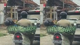 Baru-baru ini, sebuah video yang menunjukkan seekor kambing memakai helm saat dibonceng motor oleh seorang bapak-bapak menjadi viral di media sosial.