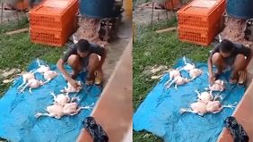Sebuah praktik penipuan yang mengejutkan ditemukan di pasar Motaha, Sulawesi Tenggara. Penjual ayam di pasar tersebut ketahuan mengisi ayam dengan angin agar terlihat lebih besar dan gemuk.