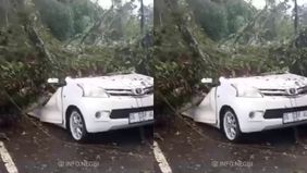  Seorang pengemudi mobil bernama Karel Bernard (60) meninggal dunia setelah mobilnya tertimpa pohon tumbang di Ambon.