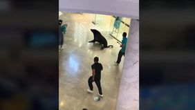 Sebuah kejadian tak terduga terjadi di sebuah pusat perbelanjaan di China, di mana seekor anjing laut terlihat berkeliaran di dalam mall. Video yang merekam kejadian ini pun viral di media sosial dan menarik perhatian banyak orang.