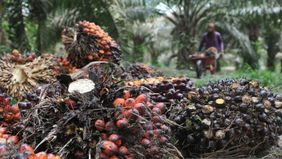 Ketua Dewan Pembina Asosiasi Petani Plasma Kelapa Sawit Indonesia (APPKSI) Arief Poyuono menyampaikan bahwa pabrik kelapa sawit (PKS) tanpa kebun menjadi polemik.