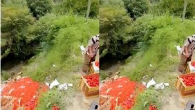 Petani di Kabupaten Solok, Sumatra Barat, terpaksa mengambil langkah ekstrem di tengah keputusasaan. Video yang viral di media sosial menunjukkan mereka membuang hasil panen tomat ke jurang, Sabtu (29/6/2024).