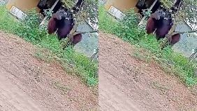 Nampak orang utan besar setinggi rumah warga yang berjalan dari semak-semak kemudian muncul di pinggir jalan.