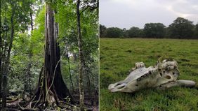 Beberapa hutan di Pulau Jawa menyimpan cerita dan kisah mistis yang menyeramkan, termasuk kerajaan gaib dan penampakan hantu.