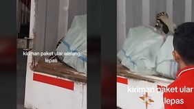 Viral Sebuah video yang diunggah akun TikTok @raden_mas_c0nd0er pada Kamis (11/7/2024) menunjukkan kepanikan para sopir kurir saat seekor ular welang terlepas dari paketnya.