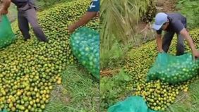 Video viral di media sosial menunjukkan beberapa petani membuang hasil panen jeruk mereka ke jurang. Kejadian ini memicu berbagai pertanyaan dan kekhawatiran, terutama terkait kondisi harga panen jeruk yang anjlok dan nasib para petani di Indonesia.