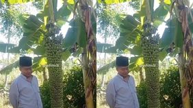 Sebuah fenomena alam yang luar biasa terjadi di Omben, Sampang, Madura, Jawa Timur. Sebuah pohon pisang berbuah dengan jumlah yang luar biasa banyak, hingga mencapai ribuan buah! Fenomena ini sontak menggemparkan warga sekitar dan menjadi viral di me