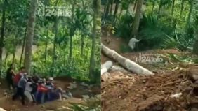 Sebuah video yang menegangkan baru-baru ini beredar di media sosial, menunjukkan detik-detik seorang pria nyaris tertimpa pohon yang sedang ditebang.