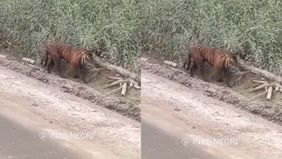 Harimau tersebut nampak berjalan-jalan sekitar perkebunan.