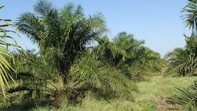 Seorang kakek bernama Muhadi meninggal setelah terjebak api saat membakar lahan di kebun sawitnya sendiri di Desa Bumi Makmur, Sumatra Utara.