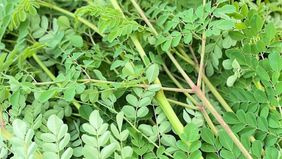 Daun kelor atau Moringa oleifera dikenal sebagai “superfood” yang memiliki segudang manfaat bagi kesehatan tubuh. 