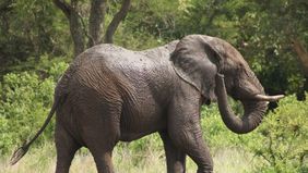 Seekor gajah secara tiba-tiba mengamuk dan menyerang para pengunjung, termasuk seorang pria paruh baya yang menjadi korban.