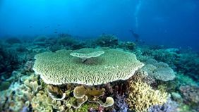 Ubur-ubur biru yang dikenal beracun ditemukan di Pantai Patong, Thailand. Puluhan ubur-ubur ini terdampar di pantai dan hampir tidak terlihat karena menyatu dengan pasir.