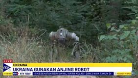 Selain berguna untuk mendeteksi ranjau atau alat peledak rakitan. Anjing robot juga dapat digunakan untuk membawa hingga 7 kg amunisi atau obat-obatan ke titik panas di medan perang.