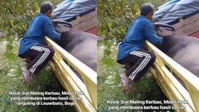 Kerbau milik warga akhirnya terselamatkan.