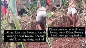 Ularnya tertangkap oleh warga.