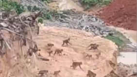 Sebuah video memperlihatkan kawanan monyet hutan berlarian di sebuah kawasan akibat adanya pembukaan lahan.