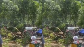 Sebuah insiden mengejutkan terjadi di Kebun Binatang Ragunan, Jakarta, pada Minggu, 8 September 2024, saat sebuah pohon besar tumbang di tengah keramaian pengunjung.