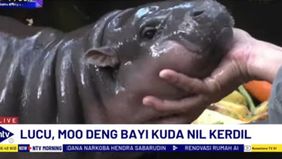 Saking lucunya banyak pengunjung yang terobsesi dengan Moo Deng sehingga pengunjung kebun binatang Khao Kheow bukan hanya warga lokal saja melainkan dari luar Thailand datang untuk melihat.