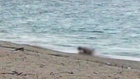 Kepolisian Resor Lombok Tengah, Nusa Tenggara Barat, kini tengah melakukan identifikasi terkait video viral yang menunjukkan sepasang warga negara asing (WNA) diduga berbuat mesum di pesisir Pantai Kuta Mandalika.