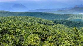 Gabungan Pengusaha Kelapa Sawit Indonesia (Gapki) menyampaikan kekhawatirannya terkait kenaikan pungutan ekspor (PE) minyak kelapa sawit (crude palm oil/CPO) dari 7,5 persen menjadi 10 persen yang akan mulai berlaku pada 17 Mei 2025.
