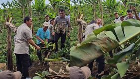 Menteri Kehutanan (Menhut) Raja Juli Antoni mengunjungi wilayah terpadu berbasis perhutanan sosial atau Integrated Area Development (IAD) di Desa Burno, Kabupaten Lumajang, Jawa Timur, Rabu.