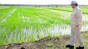 Presiden RI Prabowo Subianto kunjungi Merauke dan coba langsung proses tanam dan panen padi dengan menggunakan combine harvester.