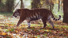 Seorang harimau dewasa tewas tragis setelah tertabrak truk di Jalan Raya Timur-Barat Gerik-Jeli, Perak, Malaysia.