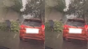 Pohon tumbang di Jalan Pajajaran, Pamulang meresahkan warga dan mengakibatkan kemacetan panjang di kedua arah jalan.