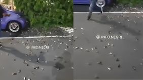 Puluhan burung pipit ditemukan mati massal di Bandara Internasional I Gusti Ngurah Rai, Bali akibat tersambar petir.