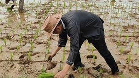 Dedi Mulyadi, pendukung pertanian organik dan pendidikan berbasis kultur, merayakan kemenangan Pilgub Jabar dengan menanam padi.