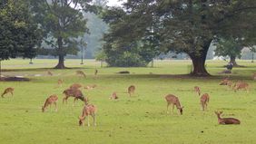 Bogor, kota yang dikenal dengan julukan "Kota Hujan," adalah destinasi wisata yang menyuguhkan keindahan alam, udara segar, dan banyak aktivitas menarik untuk dilakukan.