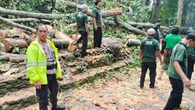 Kepolisian Daerah Bali telah merilis rincian mengenai insiden yang mengakibatkan dua warga negara asing, Funny Justine Christine (32) dari Prancis dan Kim Hyoeun (42) dari Korea Selatan, meninggal dunia setelah tertimpa pohon di Objek Wisata Monkey F