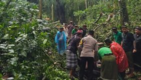 Kejadian tragis terjadi di objek wisata Monkey Forest, Ubud, Gianyar, Bali, Selasa siang. Dua warga negara asing (WNA) dilaporkan meninggal dunia akibat tertimpa pohon tumbang.